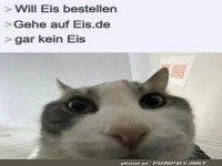 Katze entdeckt Überraschung beim Online-Shopping