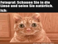 Katze mit lustigem Gesichtsausdruck