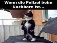 Alarmierte Katzendetektiv!