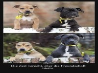 Von kleinen Hundeohren zu ewiger Freundschaft!