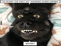 Wenn der Hund zum Philosoph wird!
