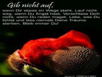 Gib nicht auf