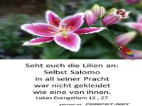 Lukas Evangelium 12 , 27