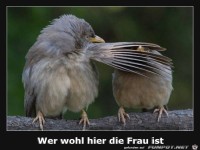 wer wohl hier