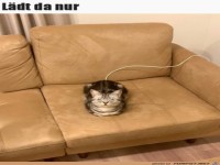 Katze l�dt