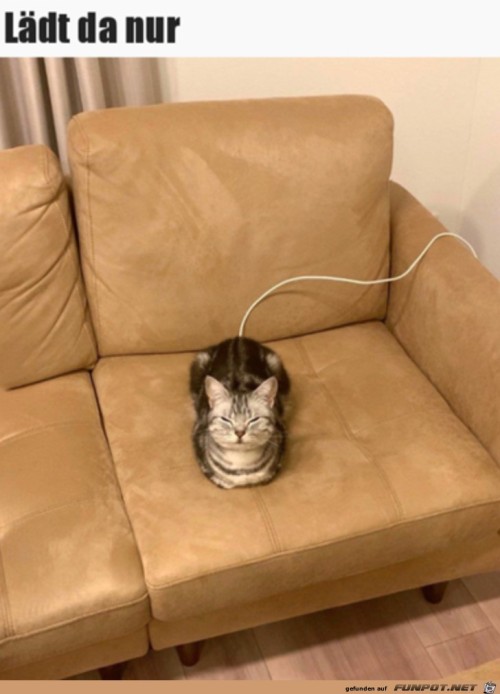 Katze-lädt.jpg auf www.funpot.net