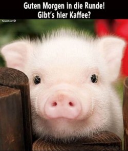 Süßes-Ferkel-fragt-nach-Morgenkaffee.jpg auf www.funpot.net