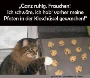 fun-Bild: Keks-Inspektion mit samtigen Pfoten