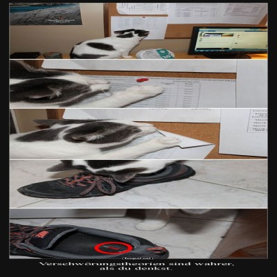 Katze-deckt-geheime-Schuhverschw&ouml;rung-auf!.jpg von Bela