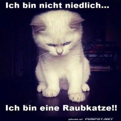 Ich-bin-eine-Raubkatze.jpg von Nachtstern