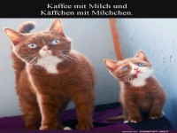 Zwei K�tzchen und die Suche nach Milchschaum