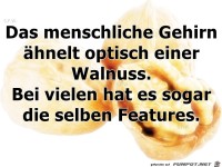 Das menschliche Gehirn