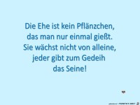 die ehe ist kein pfaenzchen