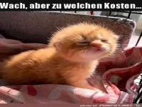 Wach aber...