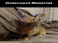 Flei�iger Osterhase