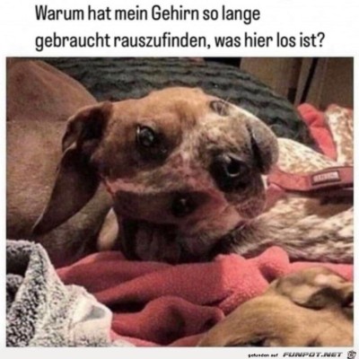 Man-muss-zweimal-hingucken.jpg von Tilo