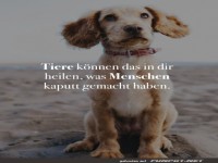 Tiere k�nnen heilen