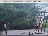 Treffen Sie Duck Norris!