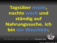 Ein Waschb�r