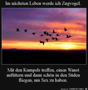 Zugvogel-werden.jpg auf www.funpot.net