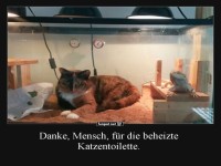 Katze sitzt gem�tlich in beheiztem Terrarium