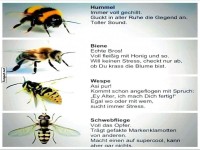 Humorvolle Insektenbeschreibungen