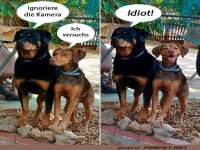 Wenn Hundeportraits schieflaufen