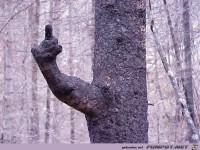 So ein lustiger Baum