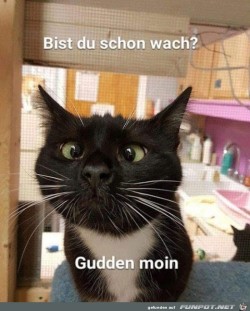 Guten-Morgen.jpg auf www.funpot.net