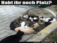 Katzen-Auflauf
