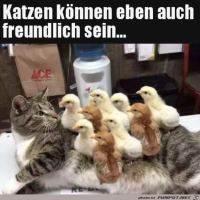Freundliche-Katze.jpg von Harald48