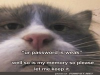 Password-Probleme und Katzenlogik
