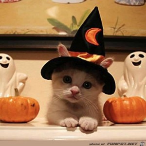 herz-Bild: Liebe Halloween-Katze