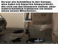 Wo ist der Sch�dling