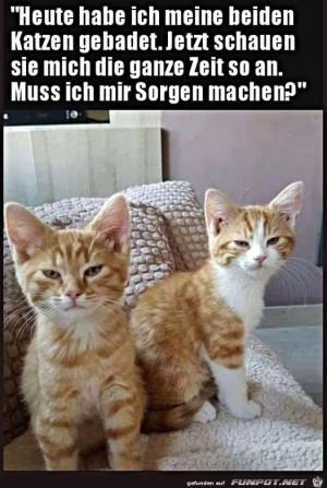 Katzen-gucken-verstimmt.jpg auf www.funpot.net