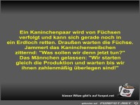 Ein Kaninchenpaar wird von F�chsen verfolgt und kann sich...