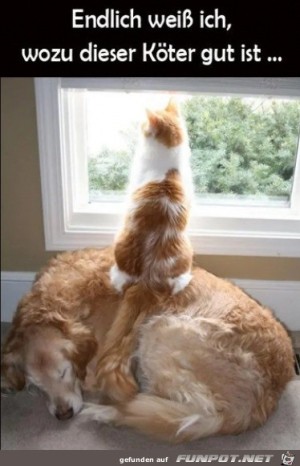 Typisch-Katze.jpg auf www.funpot.net