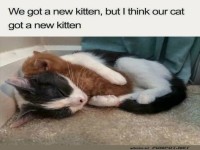 Katze hat ein K�tzchen bekommen