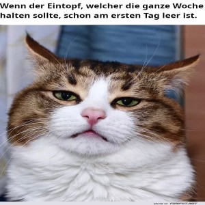 fun-Bild: Witzige Katze mit genervtem Blick