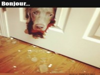 Hund schaut durch kaputte T�r