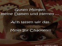 Wenn der Kater der wahre Chef ist