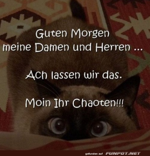 Wenn-der-Kater-der-wahre-Chef-ist.jpg auf www.funpot.net