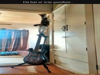 Katzenakrobatik auf der Gitarrenb�hne
