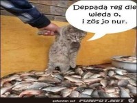 ich z�hle nur