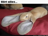 Gro�e Ohren