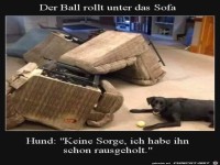 Hund hat Sofa wegger�umt