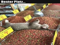 Katze gem�tlich auf Futters�cken entspannt