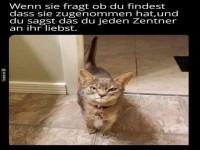 Lustige Katze und ein cleverer Kommentar