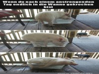 Schwein in der Wanne: Entspannungsmoment