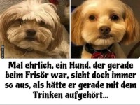 Hund vorher und nachher beim Fris�r